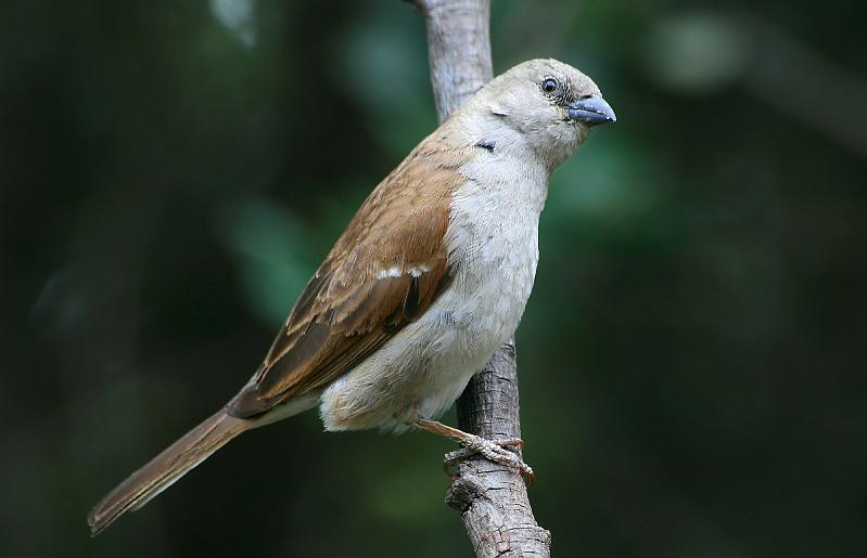 frieda 003.jpg - Suidelike Gryskopmossie   Roep Verskeie tjirp-note.